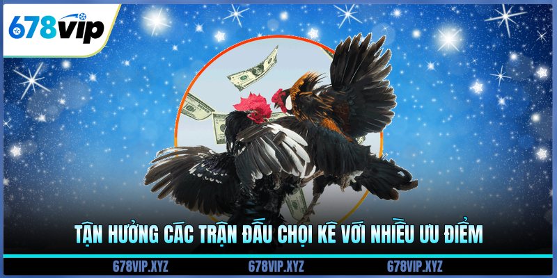 Tận hưởng các trận đấu chọi kê với nhiều ưu điểm 